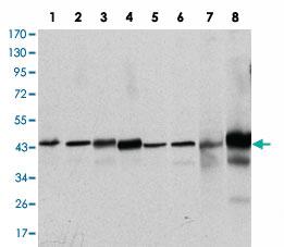 Anti-MAPK3 Mouse Monoclonal Antibody [clone: 1E5]