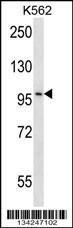 Anti-CARD10 Rabbit Polyclonal Antibody (Biotin)