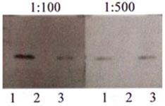 Anti-APP Polyclonal Antibody