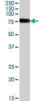 Anti-MYB Goat Polyclonal Antibody