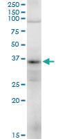 Anti-TRA2A Mouse Polyclonal Antibody