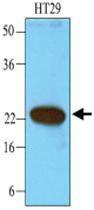 Anti-CIB1 Mouse Monoclonal Antibody [clone: 1D1]