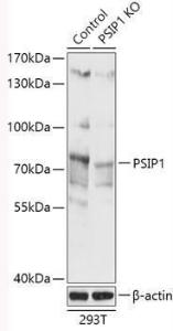 Antibody A93023-100 100 µl