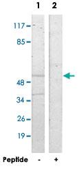 Anti-SERINC2 Rabbit Polyclonal Antibody