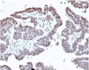 Immunohistochemical analysis of formalin-fixed, paraffin-embedded human prostate tissue using Anti-FOXL1 Antibody [PCRP-FOXL1-1F8] at 2µg/ml