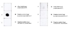 Dot blot analysis of Tau Peptide (pThr217) showing detection of Tau protein using Anti-Tau (phospho Thr217) Antibody [15B7] (A305063) at 1:1,000 for 1 hour at room temperature with shakin