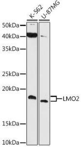 Antibody A307847-100 100 µl