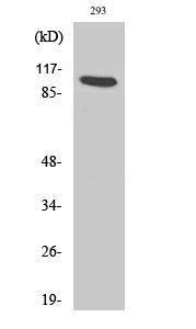 Western blot analysis of various cells using Anti-AhR Antibody