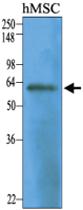 Anti-NT5E Mouse Monoclonal Antibody [clone: 2B6]