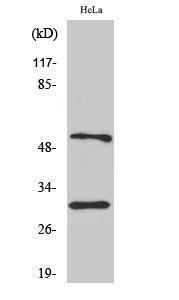 Western blot analysis of various cells using Anti-Caspase 10 Antibody