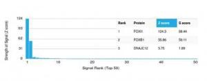 Analysis of protein array containing more than 19,000 full-length human proteins using Anti-FOXL1 Antibody [PCRP-FOXL1-1F8