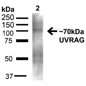 Western blot analysis of rat liver showing detection of ~70kDa UVRAG protein using Anti-UVRAG Antibody (A305064) at 1:1,000 for 1 hour at room temperature