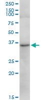 Anti-TRA2A Mouse Polyclonal Antibody