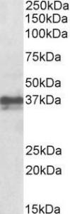 Anti-Foxi3 antibody