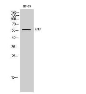 Western blot analysis of HT 29 cells using Anti-APLF Antibody