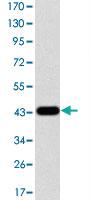 Anti-MAPK3 Mouse Monoclonal Antibody [clone: 1E5]