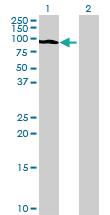 Anti-USP48 Mouse Polyclonal Antibody