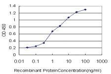 Anti-MLLT1 Mouse Monoclonal Antibody [clone: 3H2]