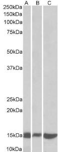 Antibody A84946-100 100 µg