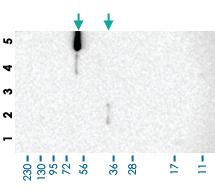 Anti-CEP85L Rabbit Polyclonal Antibody