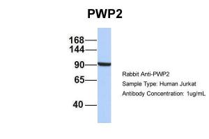 Anti-PWP2 Rabbit Polyclonal Antibody