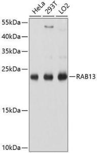 Western blot analysis of extracts of various cell lines, using Anti-RAB13 Antibody (A8656) at 1:1,000 dilution. The secondary antibody was Goat Anti-Rabbit IgG H&L Antibody (HRP) at 1:10,000 dilution. Lysates/proteins were present at 25µg per lane.