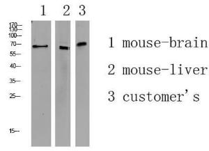 Western blot analysis of various lysate using Anti-APLF Antibody