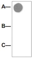 Anti-AKT1 Rabbit Polyclonal Antibody