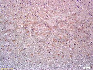 Anti-Thy1 Rabbit Polyclonal Antibody