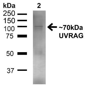 Western blot analysis of human Embryonic kidney epithelial cell line (HEK293T) lysate showing detection of ~70kDa UVRAG protein using Anti-UVRAG Antibody (A305064) at 1:1,000 for 1 hour at room temperature