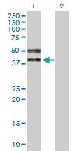 Anti-TRA2A Mouse Polyclonal Antibody