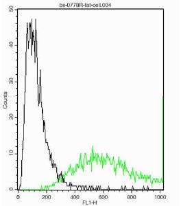 Anti-Thy1 Rabbit Polyclonal Antibody