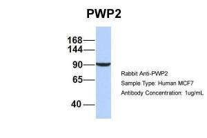 Anti-PWP2 Rabbit Polyclonal Antibody