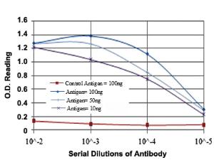 Anti-MAPK6 Mouse Monoclonal Antibody [clone: 4E8]