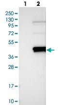 Anti-SLAMF9 Rabbit Polyclonal Antibody