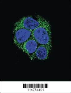 Anti-LGR5/GPR49 Rabbit Polyclonal Antibody