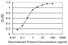 Anti-CACNA1C Mouse Monoclonal Antibody [clone: 4D10]