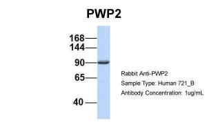 Anti-PWP2 Rabbit Polyclonal Antibody