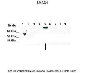 Anti-SMAD5 Rabbit Polyclonal Antibody