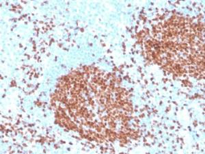 Antibody anti-PAX5 RPAX54228 100 µg