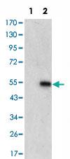 Anti-MAPK6 Mouse Monoclonal Antibody [clone: 4E8]