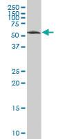 Anti-CPNE4 Mouse Polyclonal Antibody