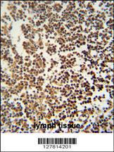 Anti-GTSF1 Rabbit Polyclonal Antibody (FITC (Fluorescein Isothiocyanate))