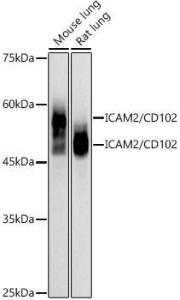 Western blot analysis of extracts of various cell lines, using Anti-ICAM2 Antibody [ARC2802] (A307850) at 1:1000 dilution