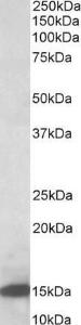 Anti-Lgals1 Antibody (A84947) (05 µg/ml) staining of Rat Pancreas lysate (35 µg protein in RIPA buffer) Primary incubation was 1 hour Detected by chemiluminescence