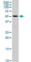 Anti-COX1 Rabbit Polyclonal Antibody