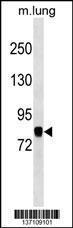 Anti-COG7 Rabbit Polyclonal Antibody (APC (Allophycocyanin))