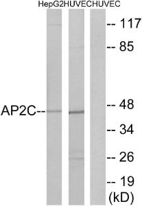 Western blot analysis of lysates from HepG2 and HUVEC cells using Anti-AP2C Antibody. The right hand lane represents a negative control, where the antibody is blocked by the immunising peptide