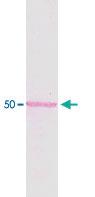 Anti-TUBB Mouse Monoclonal Antibody [clone: A10]