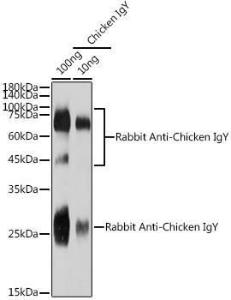 Western blot analysis of extracts of Chicken IgY, using Rabbit Anti-Chicken IgY H&L Antibody (A305242) at 1:1000 dilution. The secondary Antibody was Goat Anti-Rabbit IgG H&L Antibody (HRP) at 1:10000 dilution. Lysates/proteins were present at 25 µg per lane